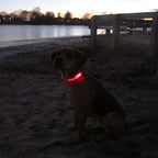Twilight Guardian LED Collar