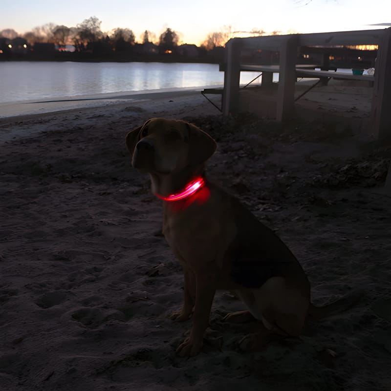 Twilight Guardian LED Collar