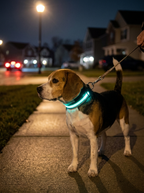 Twilight Guardian LED Collar