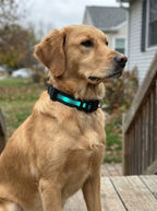 Twilight Guardian LED Collar