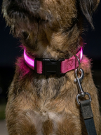 Twilight Guardian LED Collar